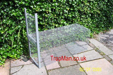 fox traps