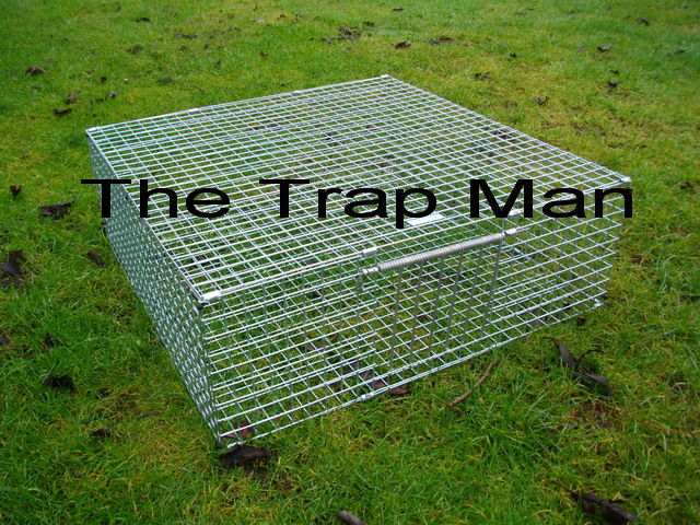 multi catch feral pigeon trap