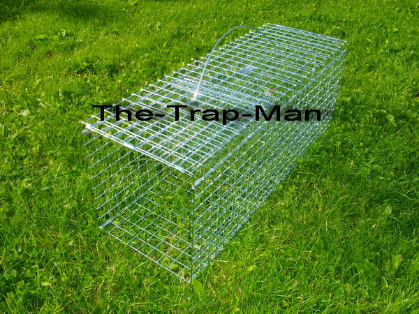 Wood Pigeon Trap  Trap To Catch Wood Pigeon